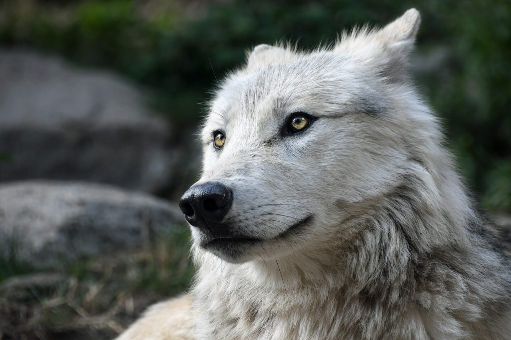 Picture of a Wolf